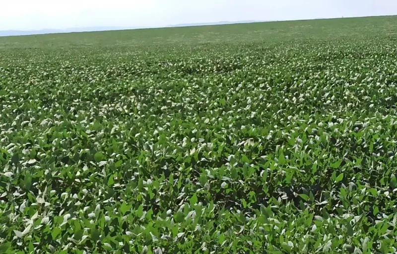 Fazenda em Primavera do Leste/Mato Grosso — Ref S2F8KO — Imagem 7