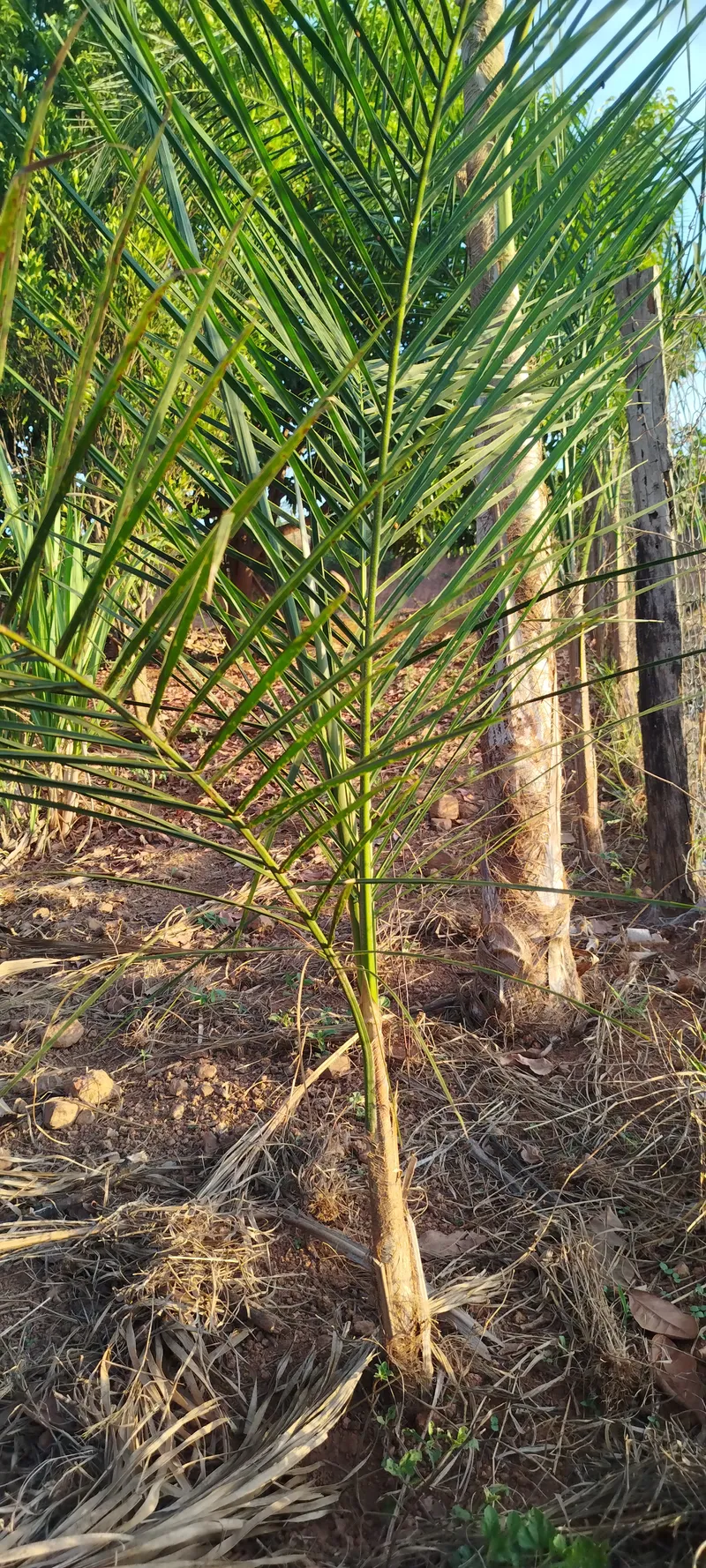 Chácara em Anápolis/Goiás — Ref N88WC7 — Imagem 23