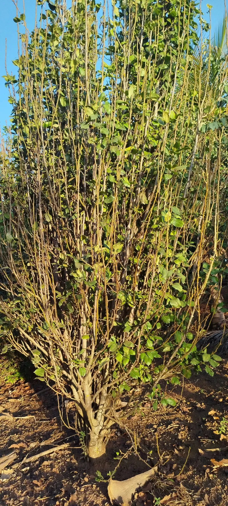 Chácara em Anápolis/Goiás — Ref N88WC7 — Imagem 24