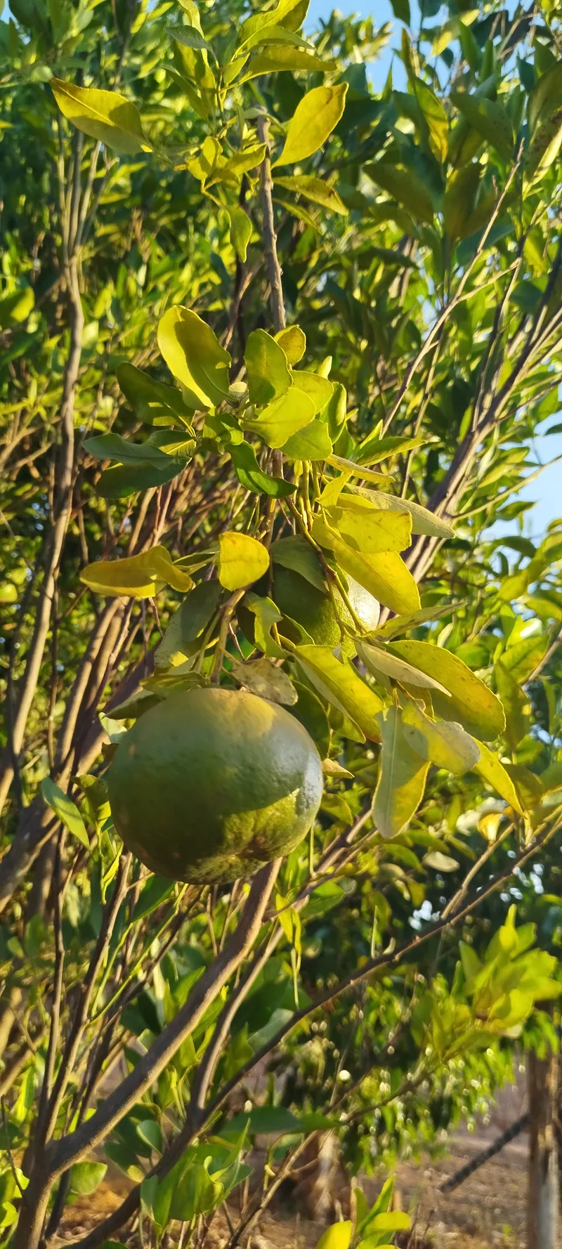 Chácara em Anápolis/Goiás — Ref N88WC7 — Imagem 25