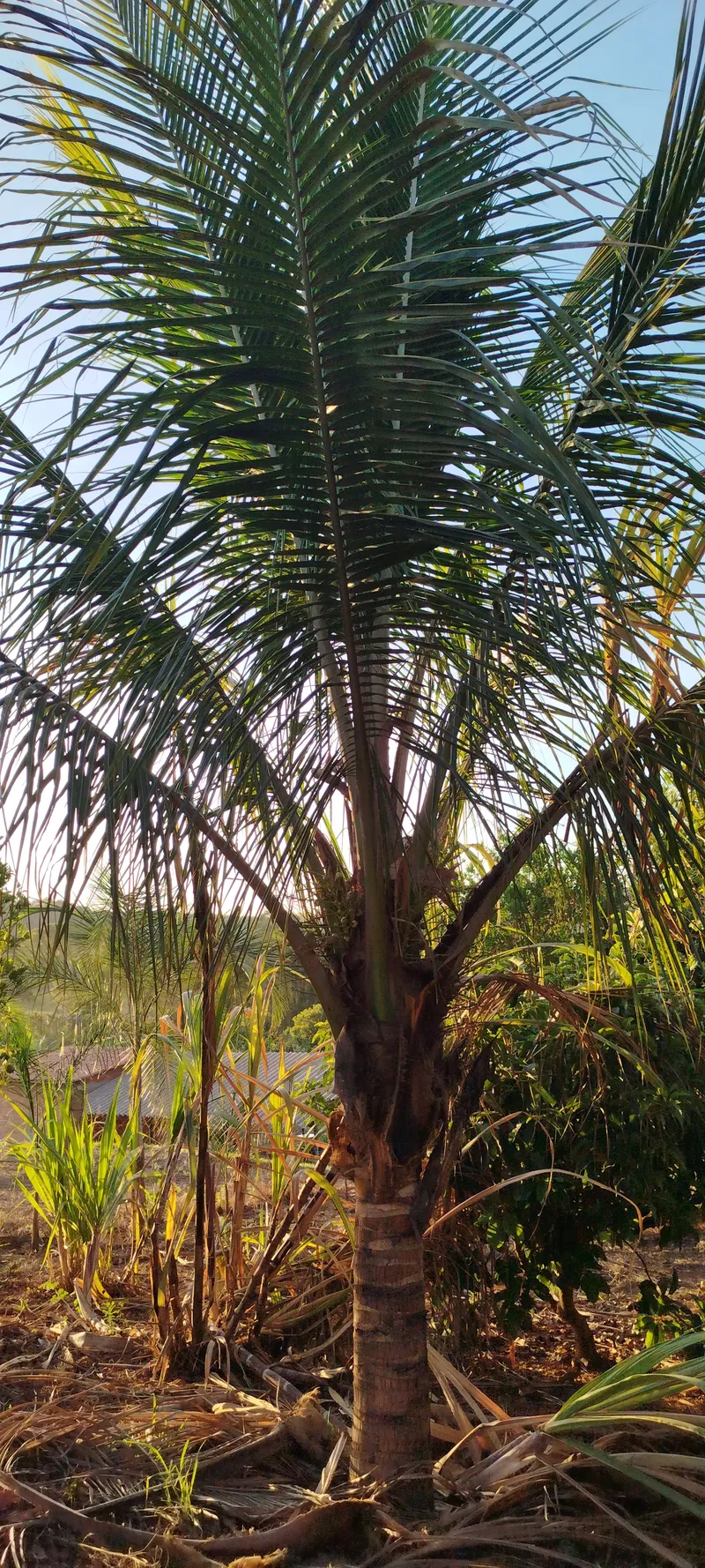 Chácara em Anápolis/Goiás — Ref N88WC7 — Imagem 26