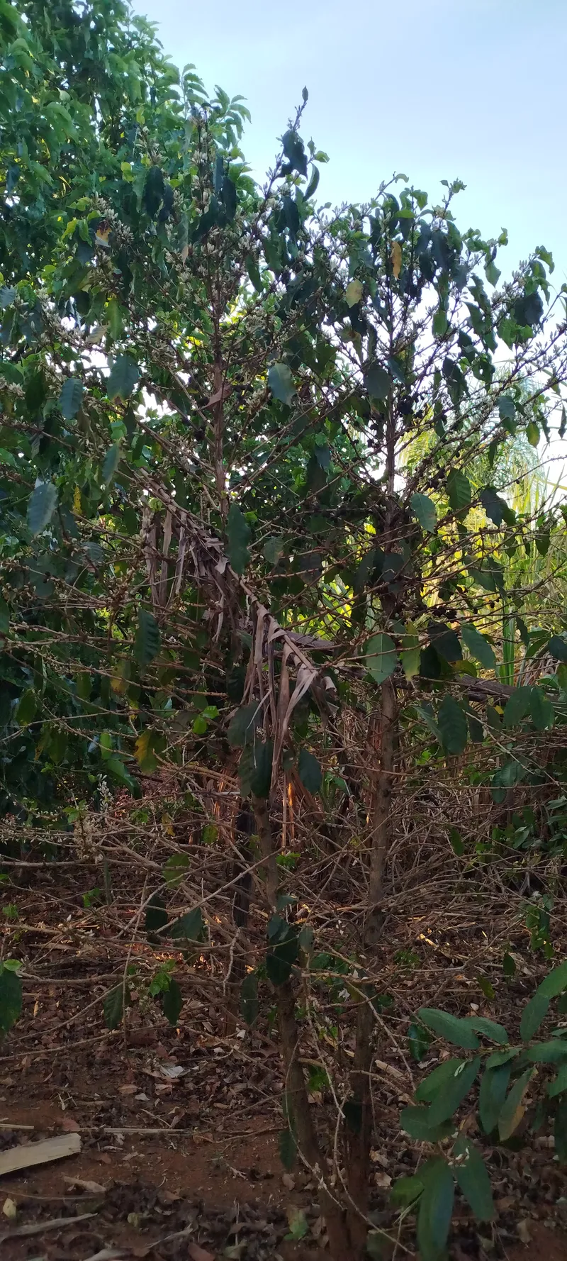 Chácara em Anápolis/Goiás — Ref N88WC7 — Imagem 27