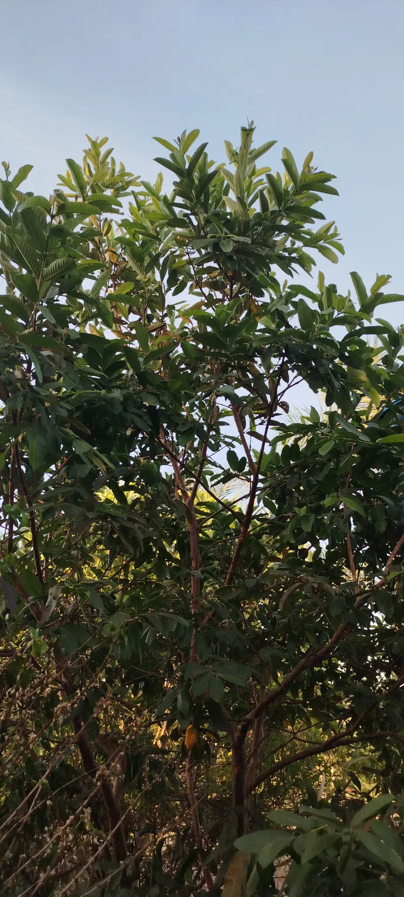 Chácara em Anápolis/Goiás — Ref N88WC7 — Imagem 28