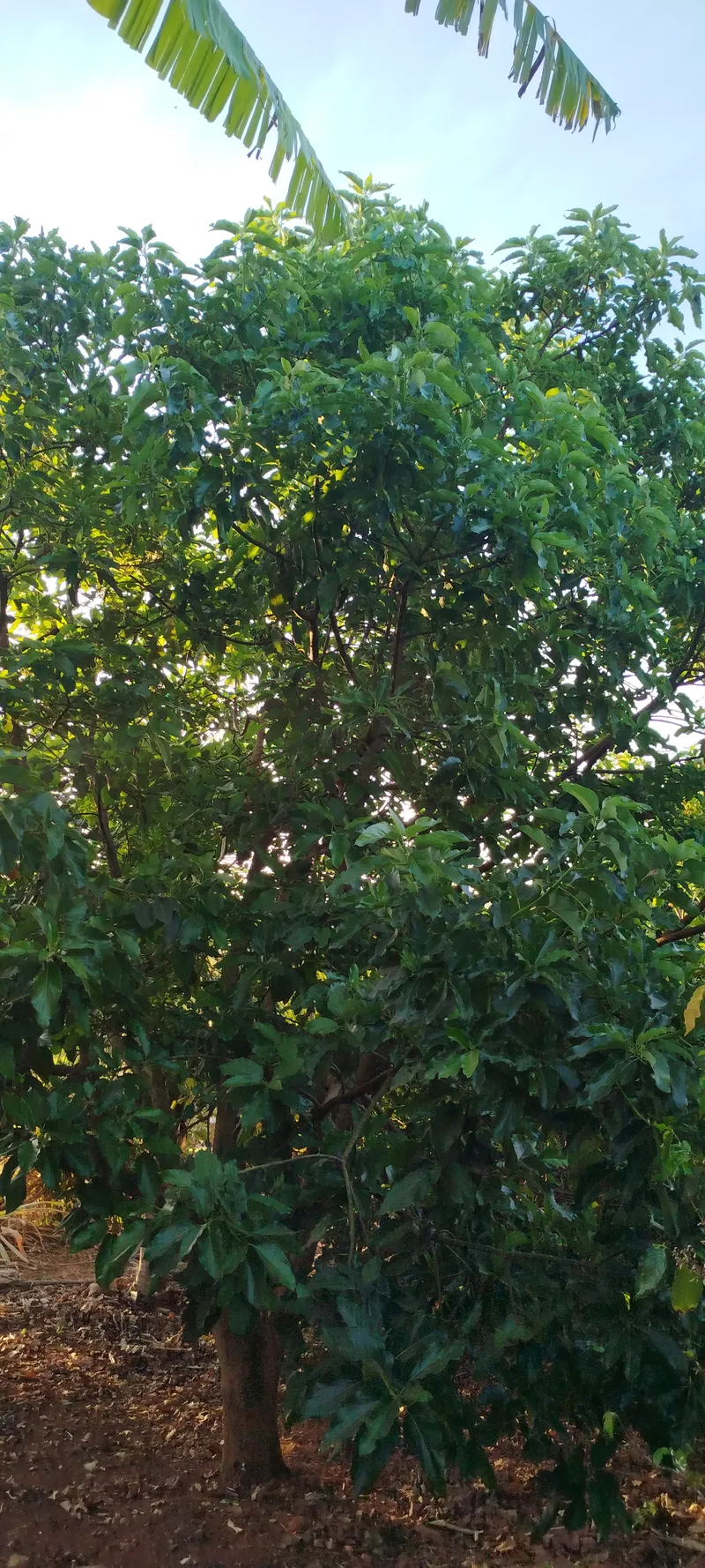 Chácara em Anápolis/Goiás — Ref N88WC7 — Imagem 29