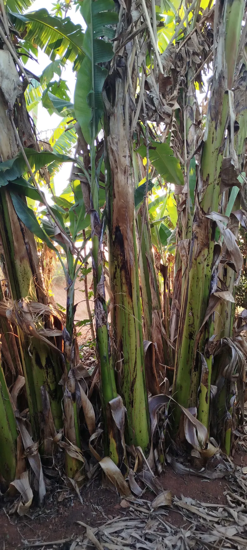 Chácara em Anápolis/Goiás — Ref N88WC7 — Imagem 30