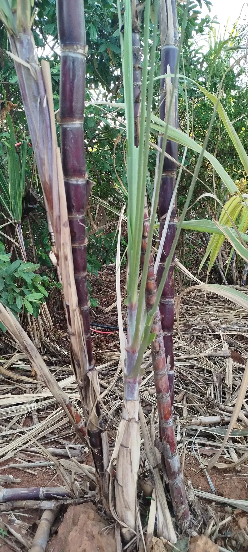 Chácara em Anápolis/Goiás — Ref N88WC7 — Imagem 31