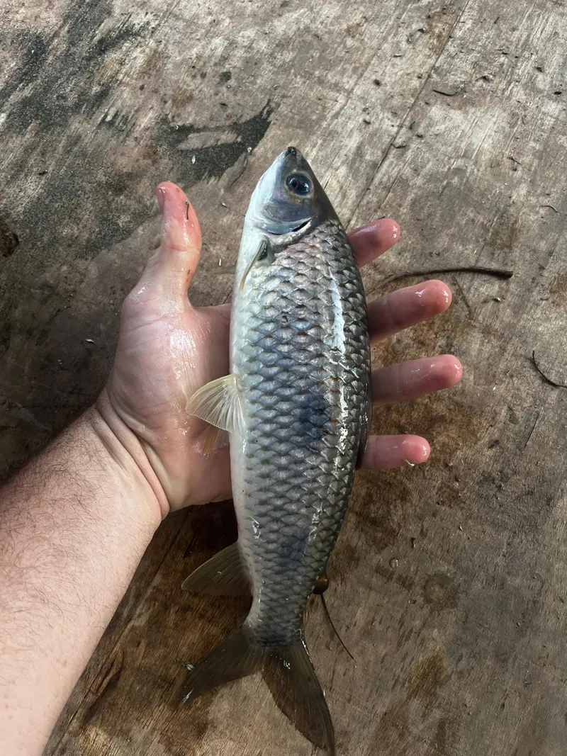 Chácara em Anápolis/Goiás — Ref STSKS1 — Imagem 6