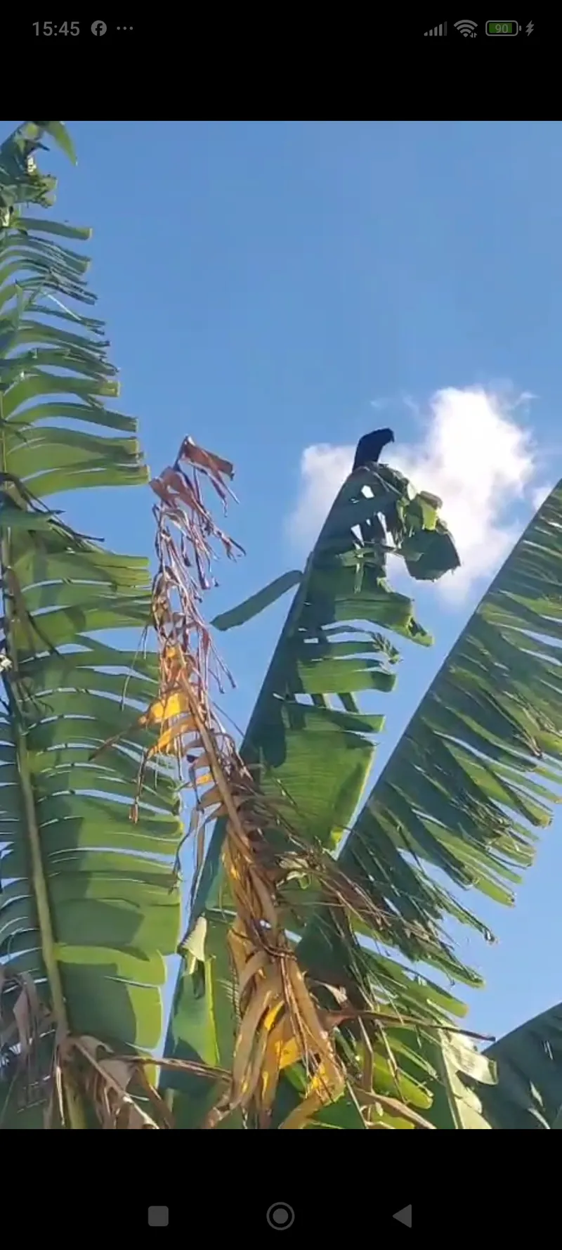 Chácara em Anápolis/Goiás — Ref V9OJXX — Imagem 8