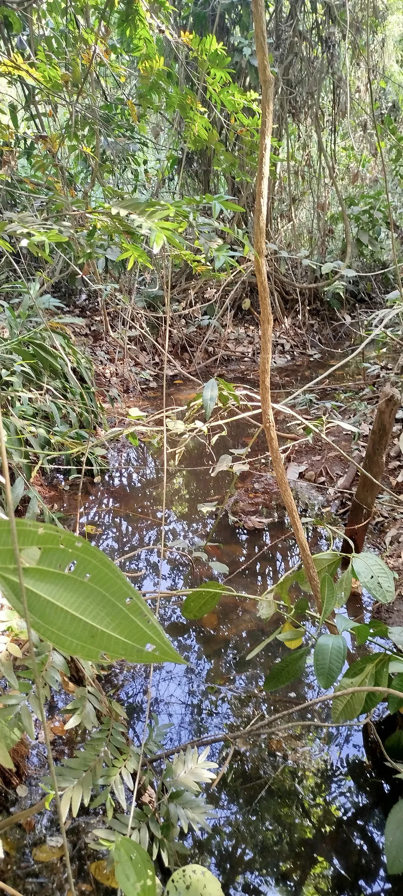 Chácara em Anápolis/Goiás — Ref RVV3MY — Imagem 3