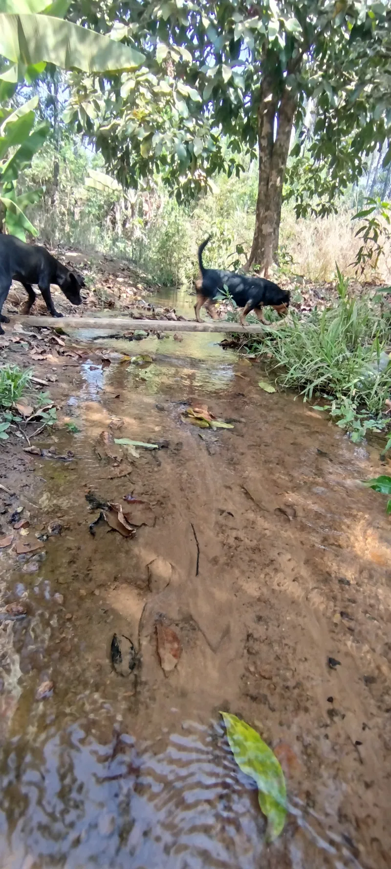 Chácara em Anápolis/Goiás — Ref RVV3MY — Imagem 4