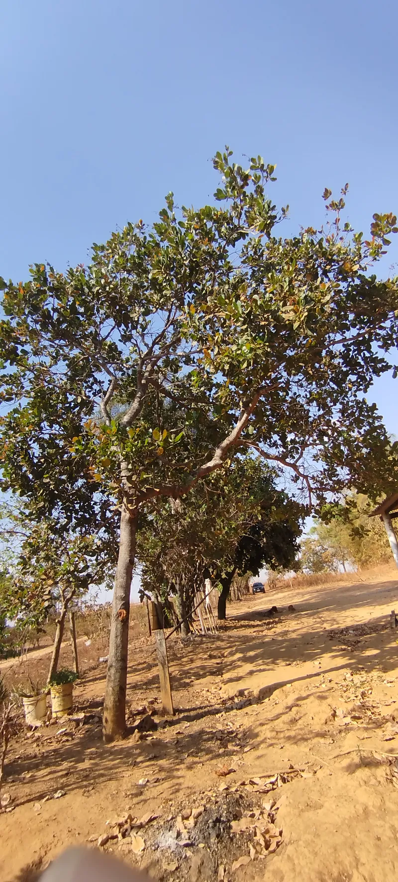 Chácara em Anápolis/Goiás — Ref RVV3MY — Imagem 8