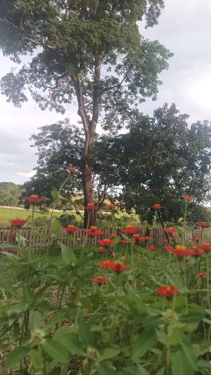 Sítio em Anápolis/Goiás — Ref IVSZ6V — Imagem 8