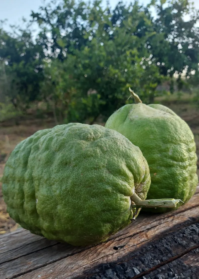 Sítio em Anápolis/Goiás — Ref IVSZ6V — Imagem 10