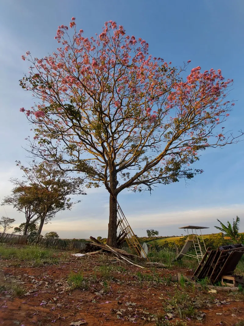 Sítio em Anápolis/Goiás — Ref IVSZ6V — Imagem 7