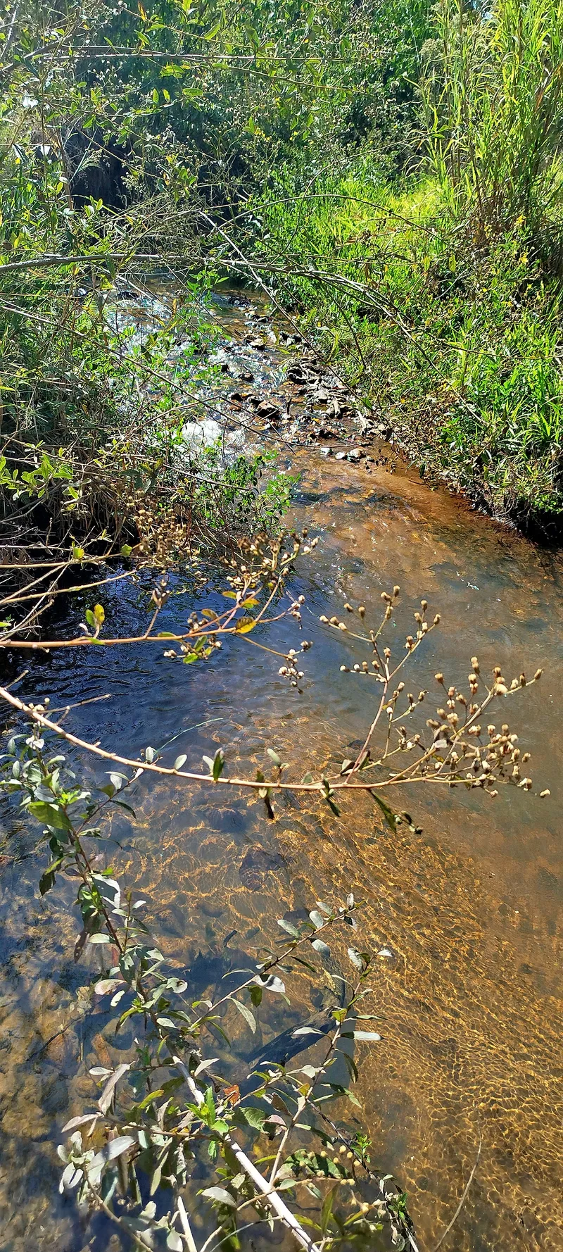 Sítio em Anápolis/Goiás — Ref EC4UNY — Imagem 9