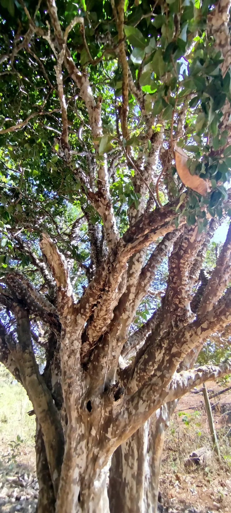 Sítio em Anápolis/Goiás — Ref EC4UNY — Imagem 11