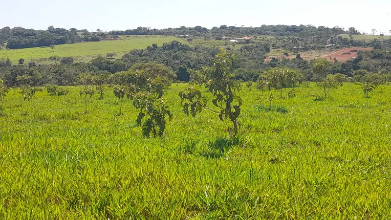 Sítio em Anápolis/Goiás — Ref EC4UNY — Imagem 3