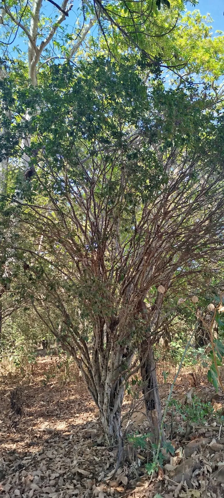 Sítio em Anápolis/Goiás — Ref EC4UNY — Imagem 12