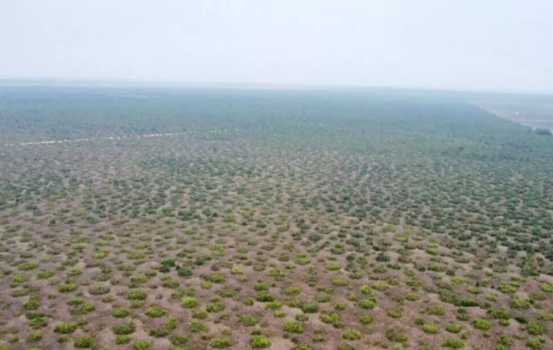Fazenda em Cerejeiras/Rondônia — Ref VD41LV — Imagem 9