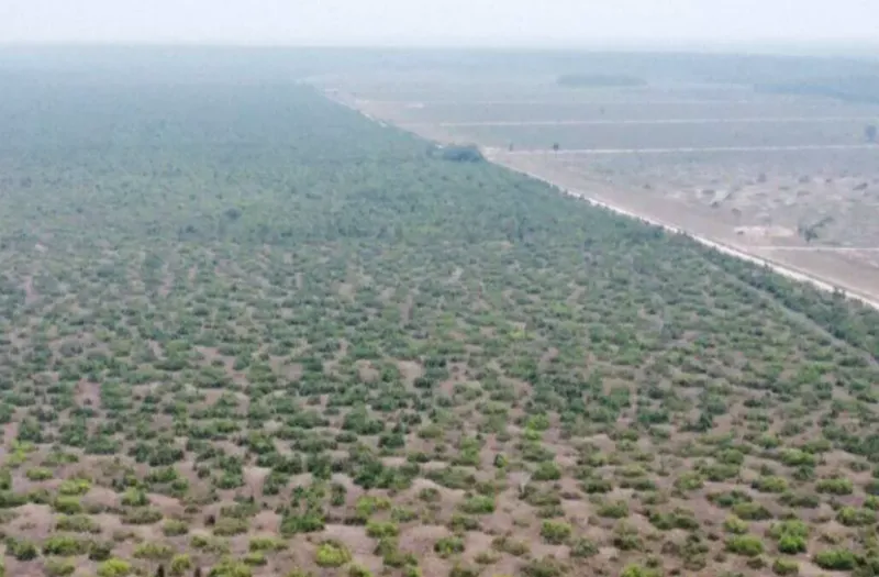 Fazenda em Cerejeiras/Rondônia — Ref VD41LV — Imagem 17