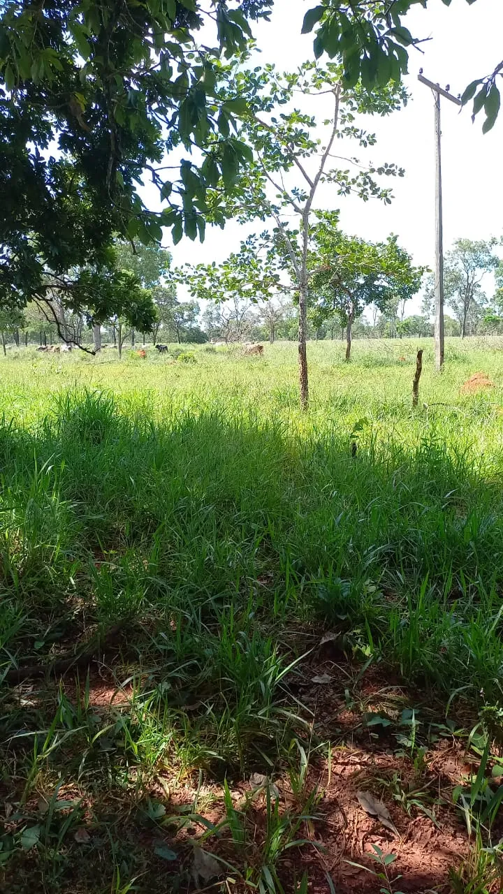 Fazenda em Felixlândia/Minas Gerais — Ref FJOWNL — Imagem 16