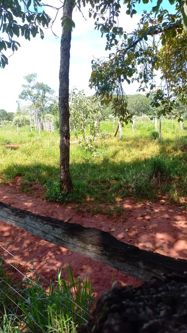 Fazenda em Felixlândia/Minas Gerais — Ref FJOWNL — Imagem 9