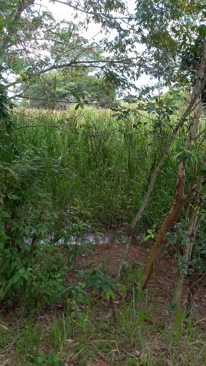 Fazenda em Felixlândia/Minas Gerais — Ref FJOWNL — Imagem 19