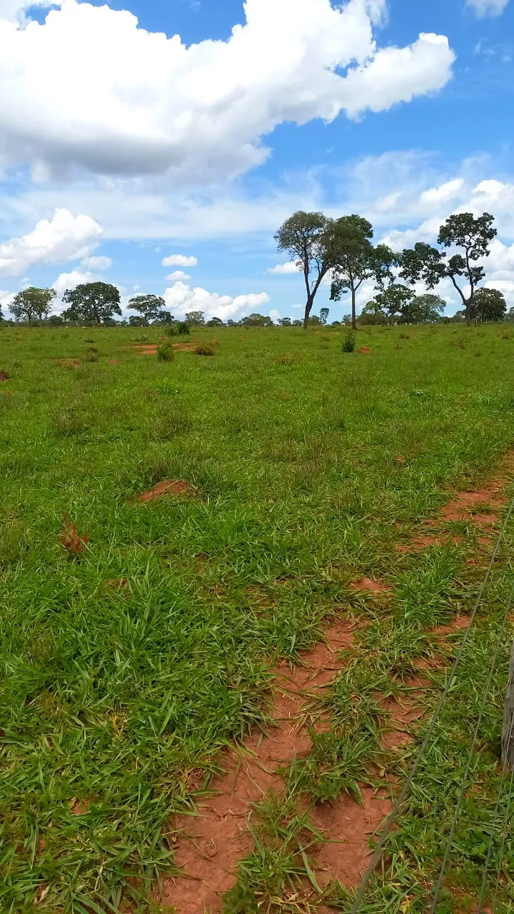 Fazenda em Felixlândia/Minas Gerais — Ref FJOWNL — Imagem 13