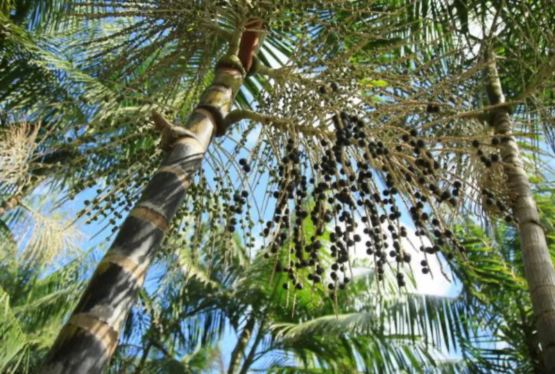 Sítio em Salvaterra/Pará — Ref 3KJY27 — Imagem 17