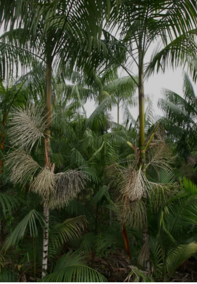 Sítio em Salvaterra/Pará — Ref 3KJY27 — Imagem 18
