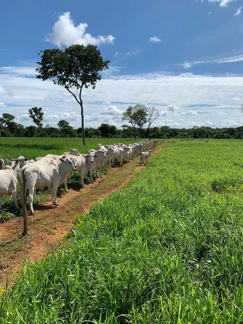 Fazenda em Formosa/Goiás — Ref HAL1Q2 — Imagem 2