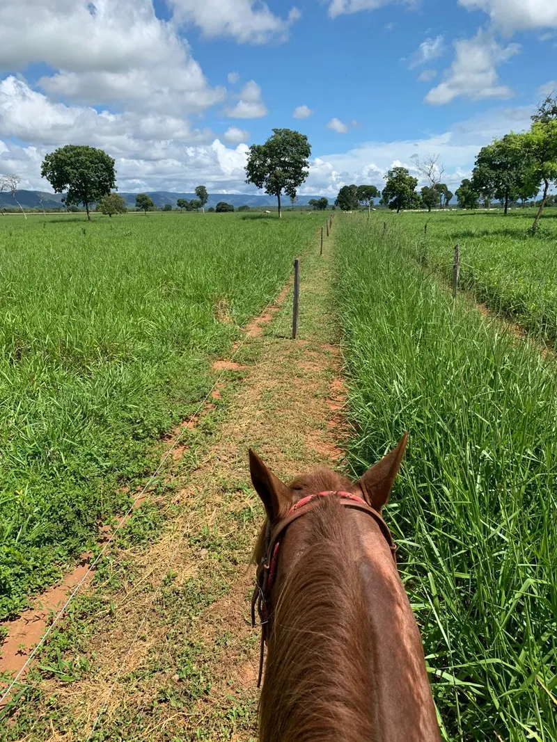 Fazenda em Formosa/Goiás — Ref HAL1Q2 — Imagem 3