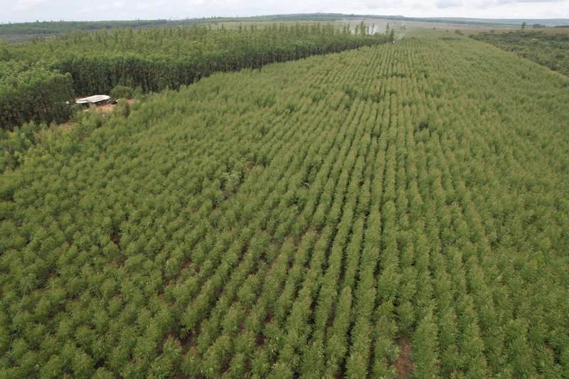 Fazenda em João Pinheiro/Minas Gerais — Ref G34B4O — Imagem 2