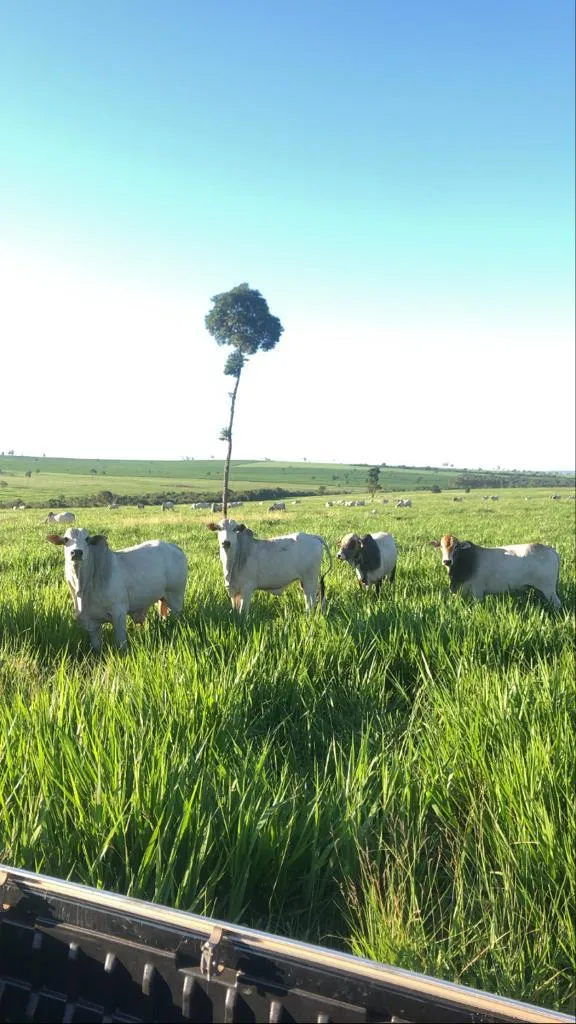 Imóvel rural em Terra Rica/Paraná — Ref BBVA9Q1