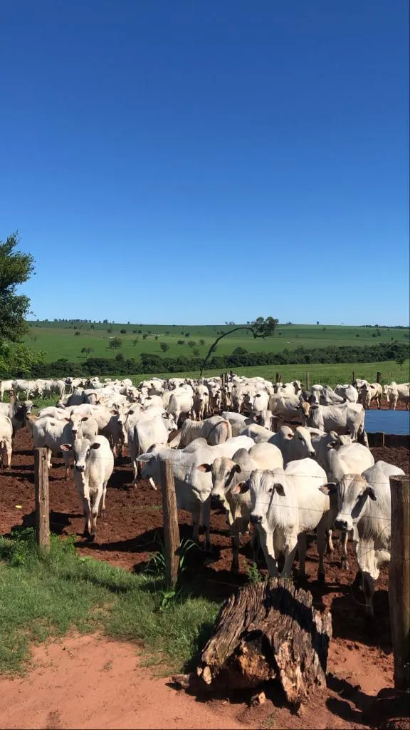 Fazenda em Terra Rica/Paraná — Ref BBVA9Q — Imagem 2