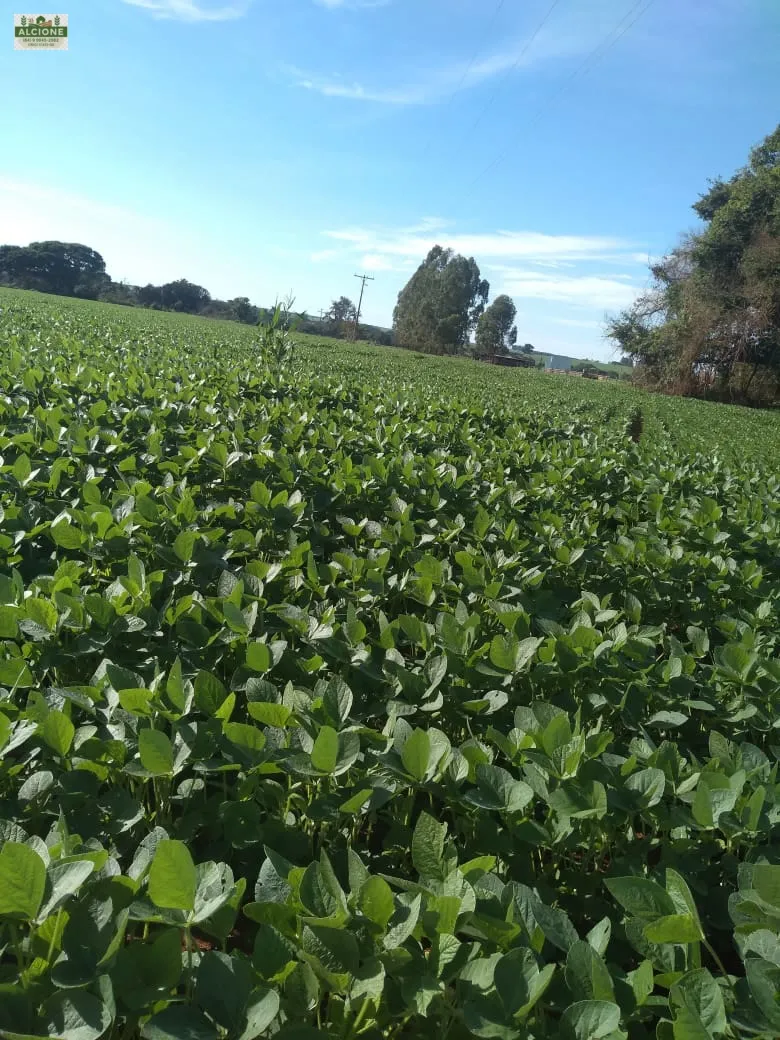 Sítio em Perolândia/Goiás — Ref 9V8S2L — Imagem 2