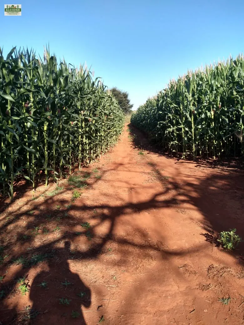 Sítio em Perolândia/Goiás — Ref 9V8S2L — Imagem 3