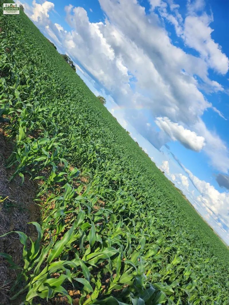 Sítio em Perolândia/Goiás — Ref 9V8S2L — Imagem 12