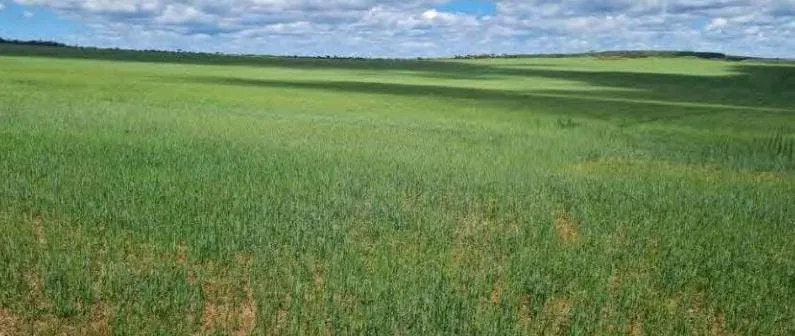 Fazenda em São João d'Aliança/Goiás — Ref 7OMXI6 — Imagem 2