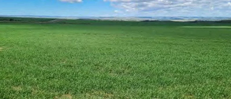 Fazenda em São João d'Aliança/Goiás — Ref 7OMXI6 — Imagem 4