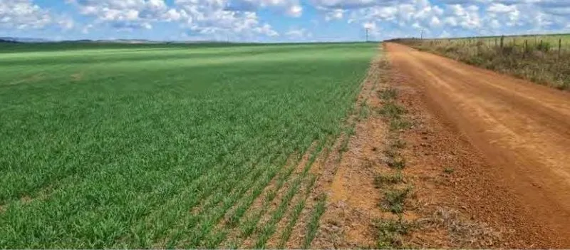 Fazenda em São João d'Aliança/Goiás — Ref 7OMXI6 — Imagem 5