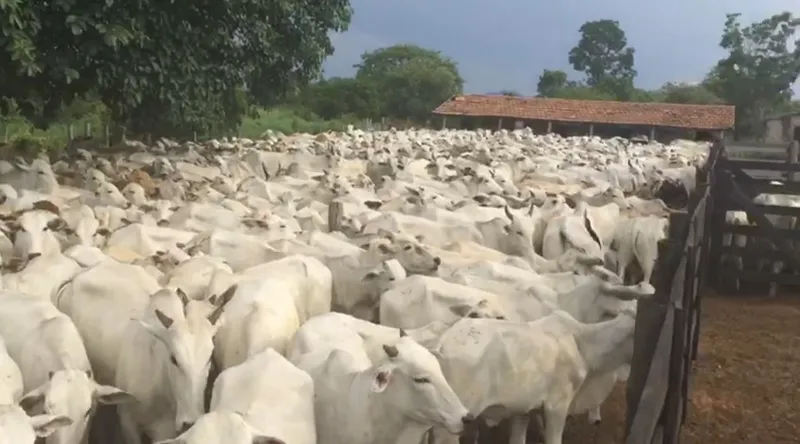 Fazenda em Monte Alegre de Goiás/Goiás — Ref TJ0282 — Imagem 3