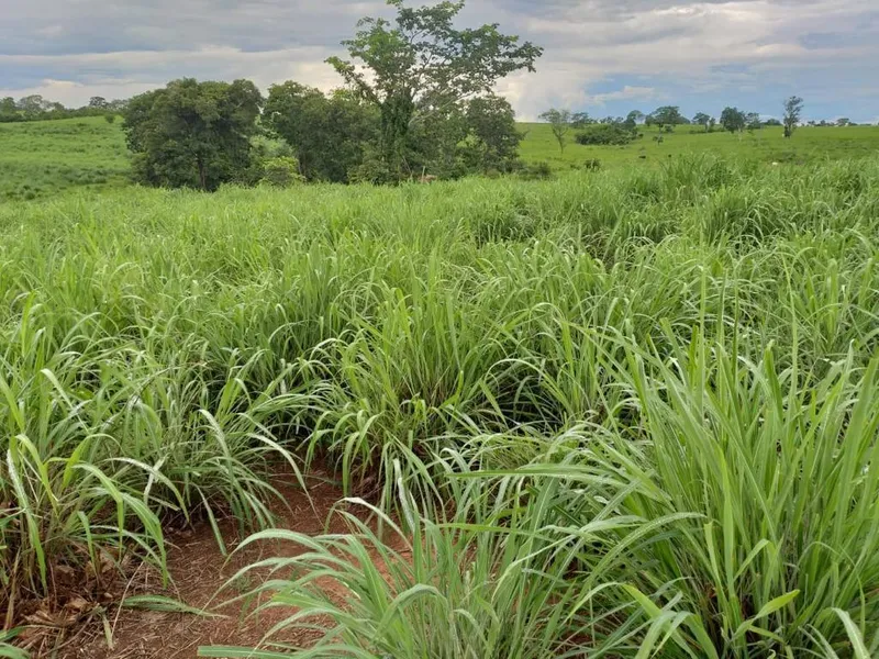 Fazenda em Monte Alegre de Goiás/Goiás — Ref TJ0282 — Imagem 5