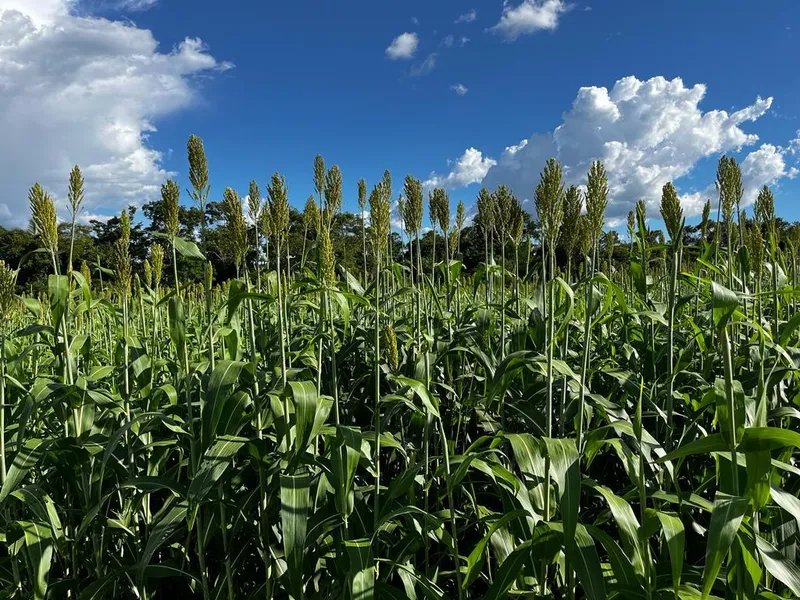 Fazenda em Monte Alegre de Goiás/Goiás — Ref TJ0282 — Imagem 6