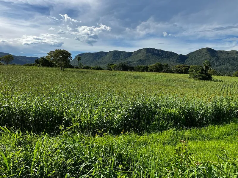 Fazenda em Monte Alegre de Goiás/Goiás — Ref TJ0282 — Imagem 1