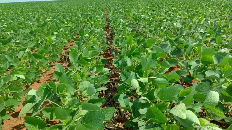 Fazenda em Buritis/Minas Gerais — Ref R2SYT3 — Imagem 4