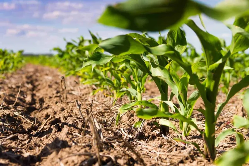 Fazenda em Buritis/Minas Gerais — Ref R2SYT3 — Imagem 2