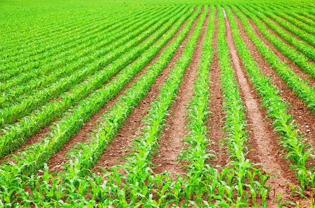 Fazenda em Buritis/Minas Gerais — Ref R2SYT3 — Imagem 3