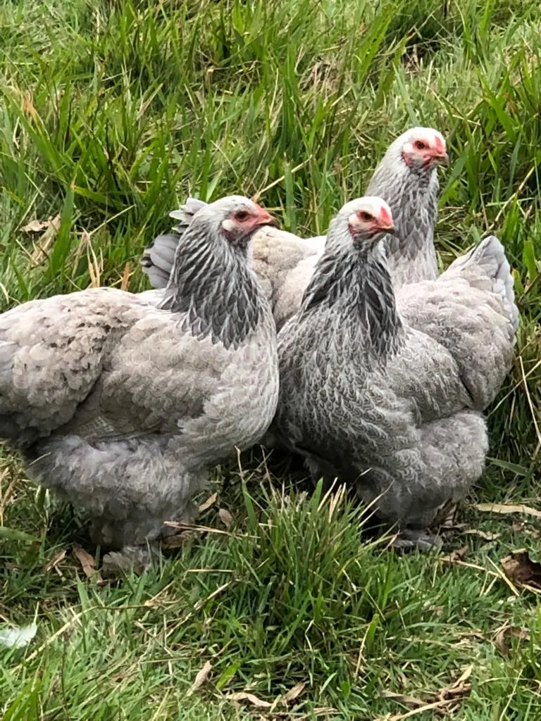 Fazenda em Rio Bonito/Rio de Janeiro — Ref 8BT63F — Imagem 9
