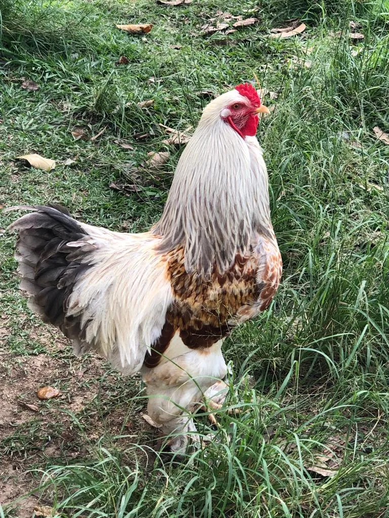 Fazenda em Rio Bonito/Rio de Janeiro — Ref 8BT63F — Imagem 10